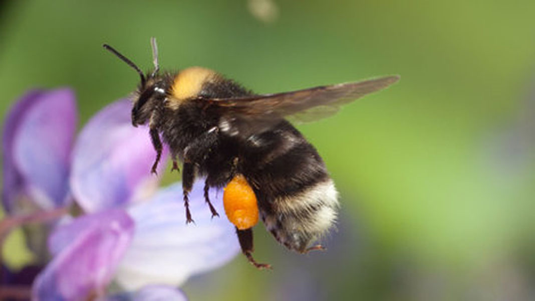 OSU researcher calls for more help for Oregon's wild bees